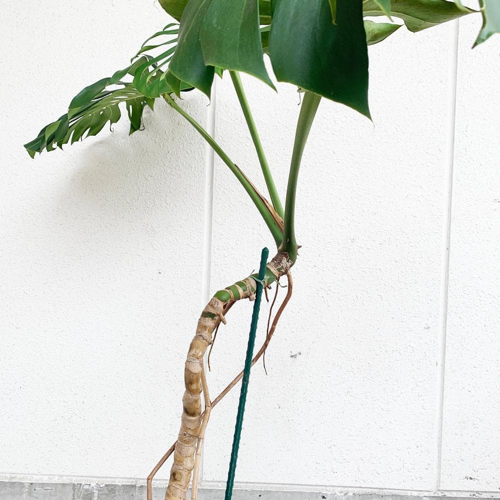 モンステラ・デリシオーサ 根あがり 8号 観葉植物 - メルカリ