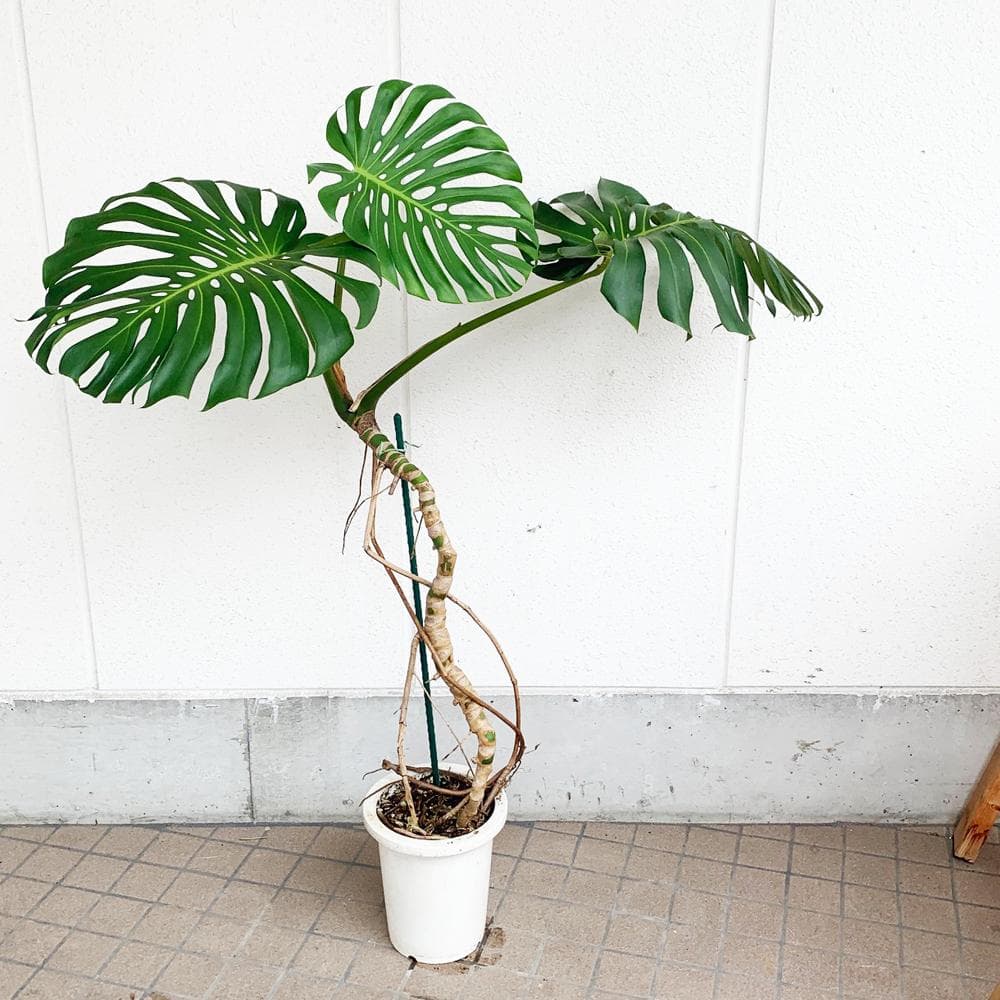 モンステラ・デリシオーサ 根あがり 8号 観葉植物 - メルカリ