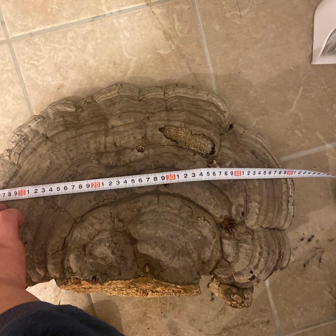 北海道 日高産 サンサルノコシカケ 約50センチ - メルカリ