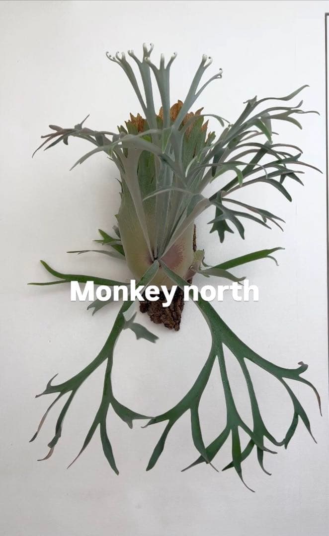 P.Monkey north high shield モンキーノースハイシールド - メルカリ