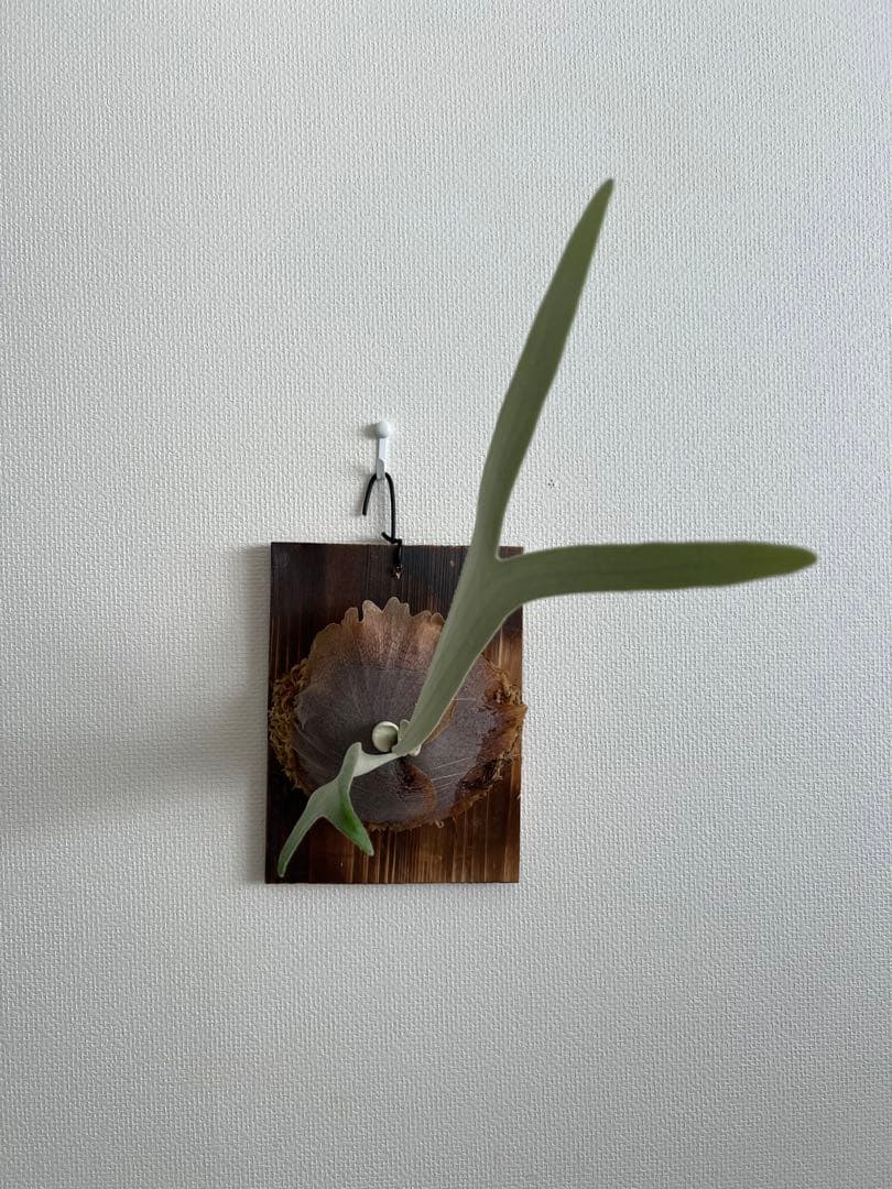 P.Monkey north high shield モンキーノースハイシールド - メルカリ