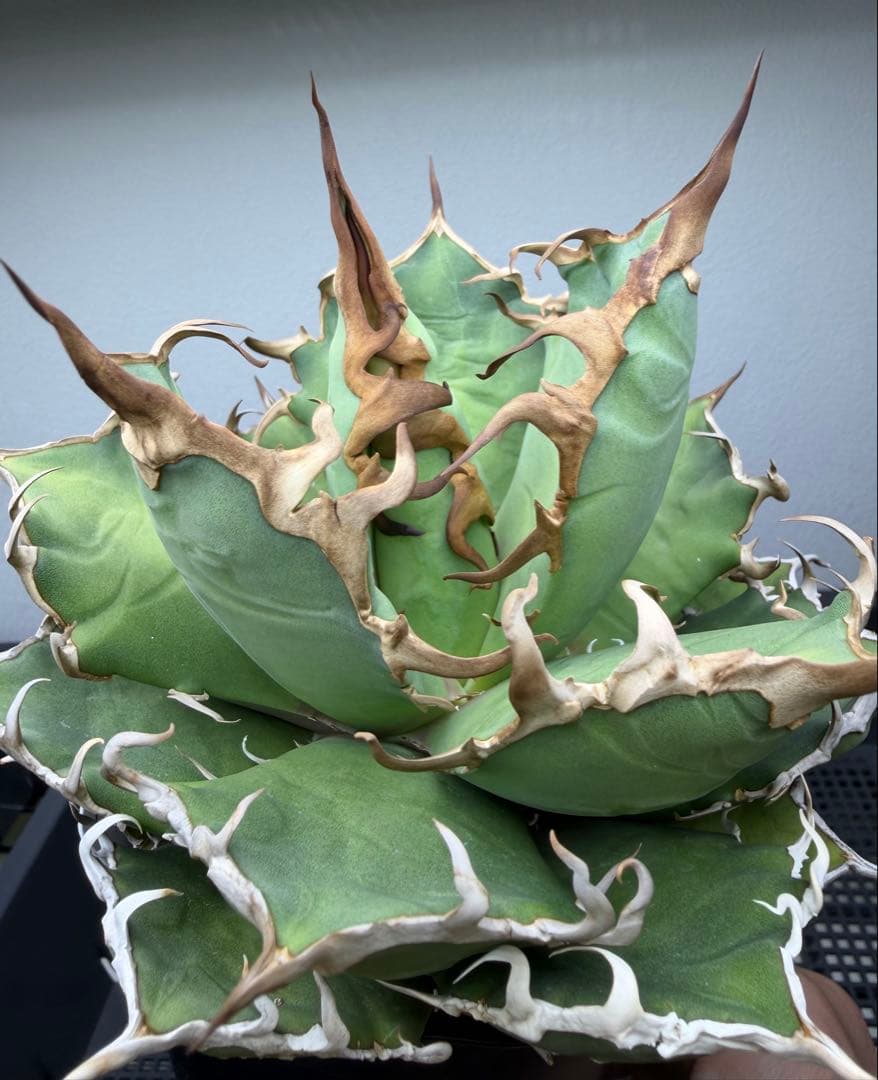 アガベ　シーザー　子株付き　特選株　チタノタ　鉢ごと　メルカリ便