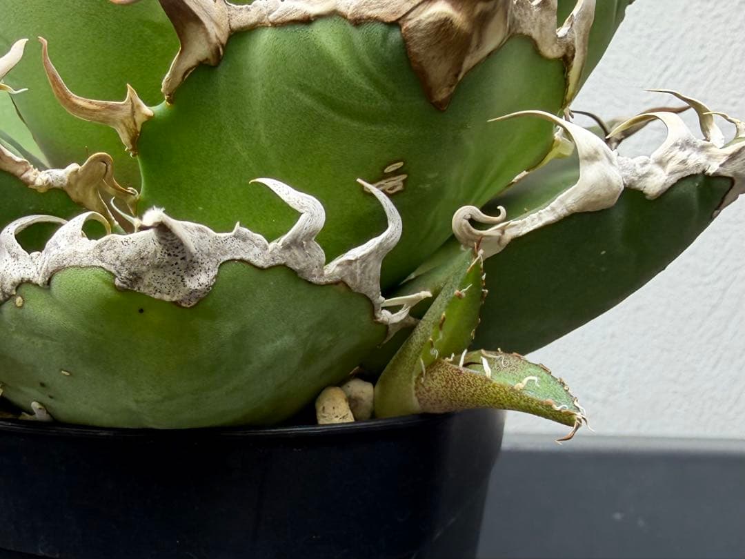 アガベ　シーザー　子株付き　特選株　チタノタ　鉢ごと　メルカリ便