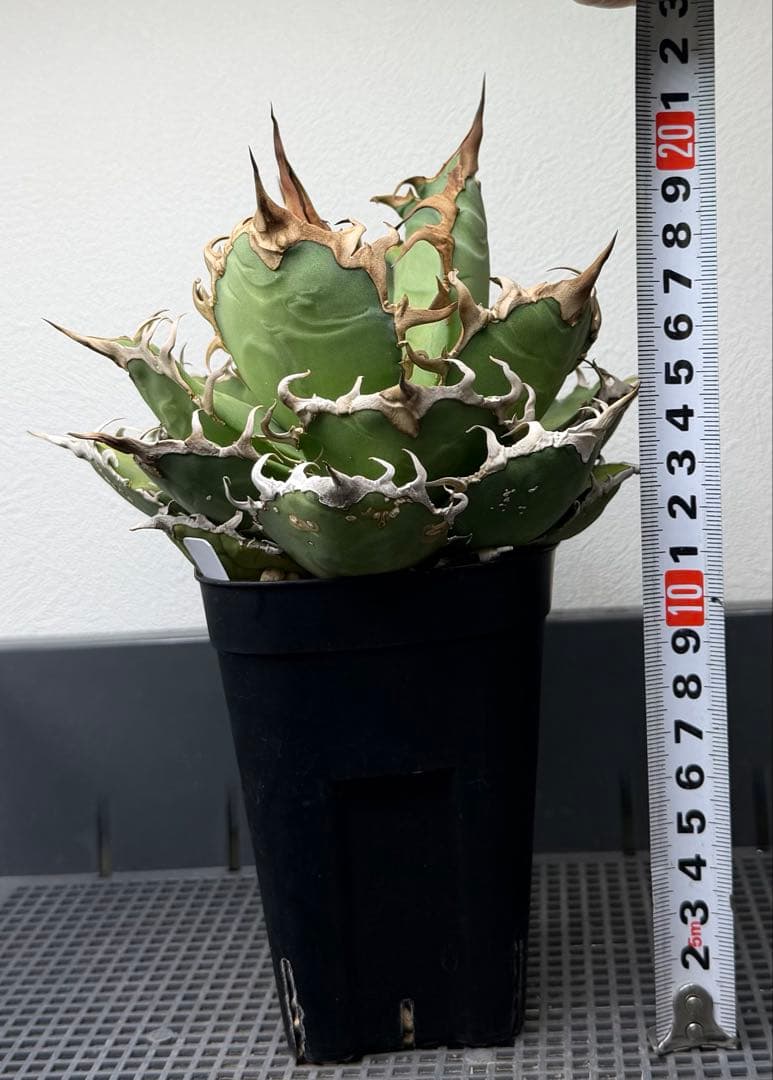 アガベ　シーザー　子株付き　特選株　チタノタ　鉢ごと　メルカリ便