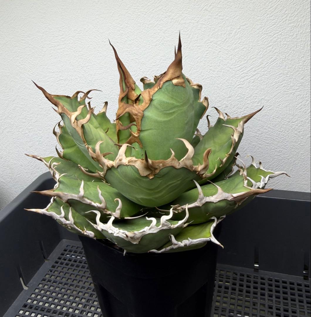 アガベ　シーザー　子株付き　特選株　チタノタ　鉢ごと　メルカリ便
