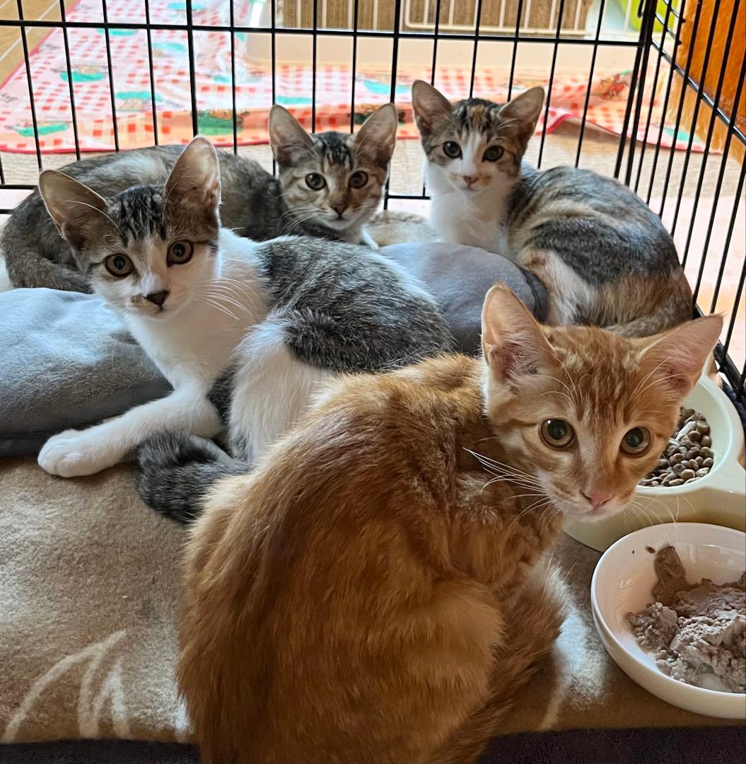 最高級カシミア　クッションカバー　malo マーロ イタリア製　カシミア100%