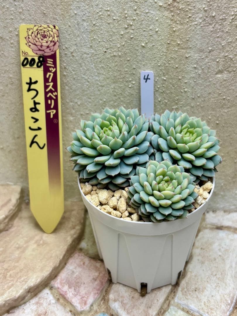 多肉植物 ミックスベリア 4 ちょこん おらいさん苗 札なし 抜き苗 葉