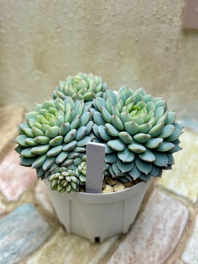 多肉植物 ミックスベリア 4 ちょこん おらいさん苗 札なし 抜き苗 葉