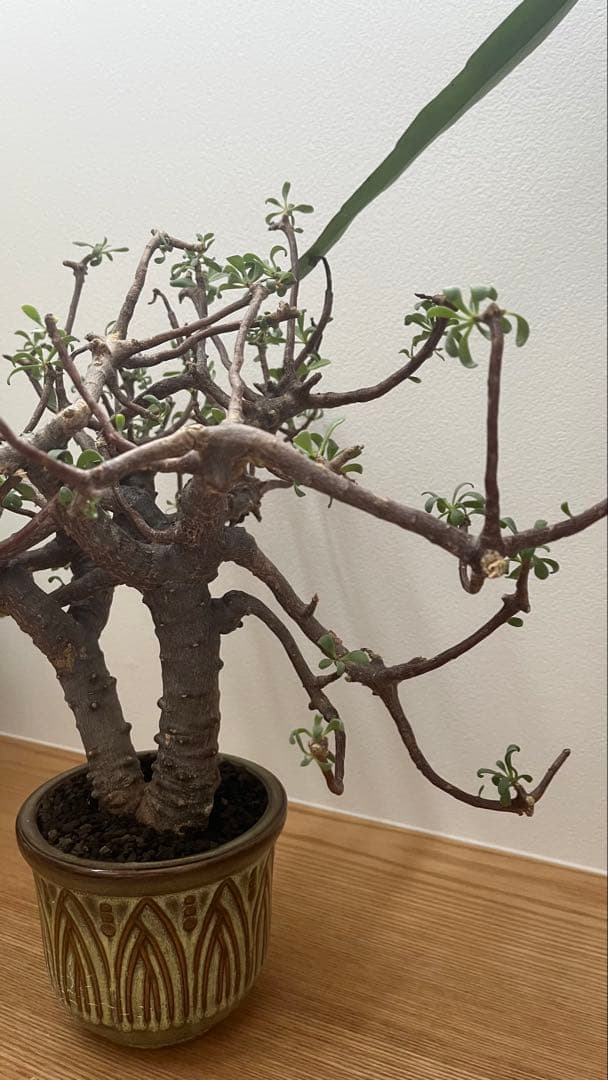 オントナ　アルブスクラ　灌木　塊根植物　冬型　現地球　インドアジャングル