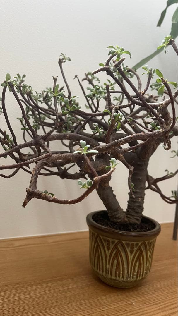 オントナ　アルブスクラ　灌木　塊根植物　冬型　現地球　インドアジャングル