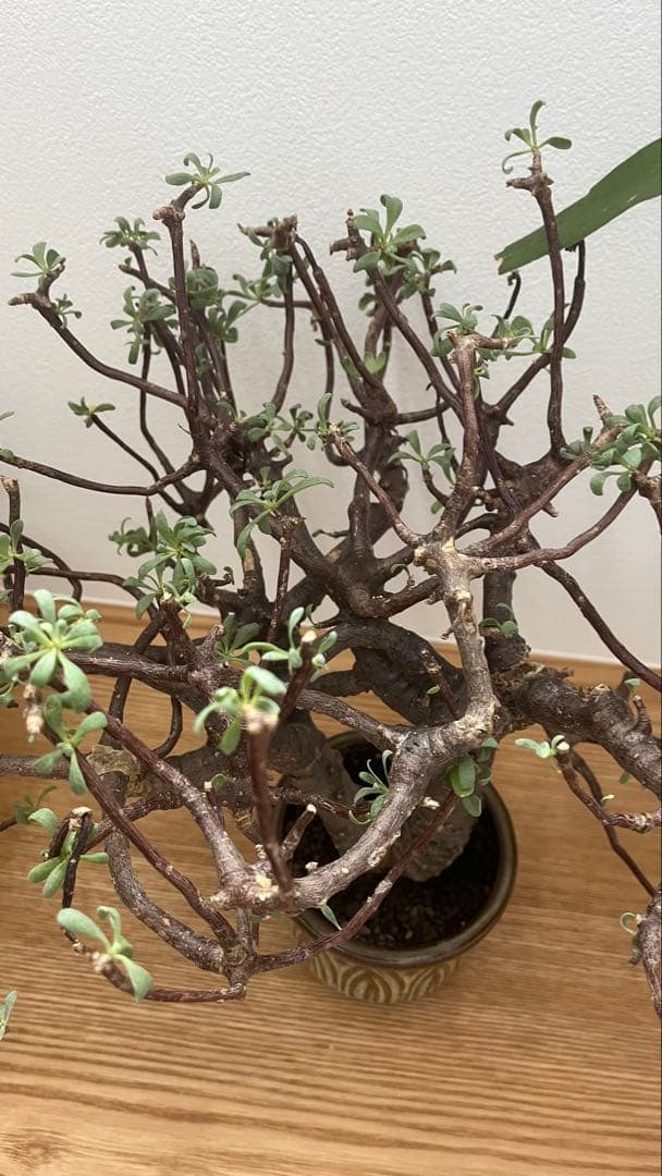 オントナ　アルブスクラ　灌木　塊根植物　冬型　現地球　インドアジャングル