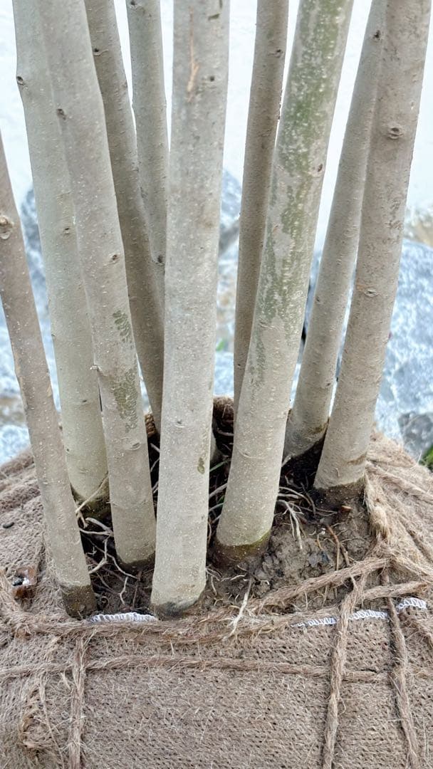 特大。逸品シマトネリコ大株立ち 3.2M(鉢底から)