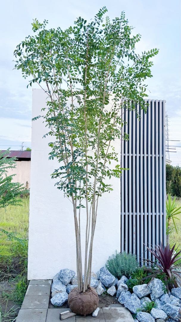 特大。逸品シマトネリコ大株立ち 3.2M(鉢底から)