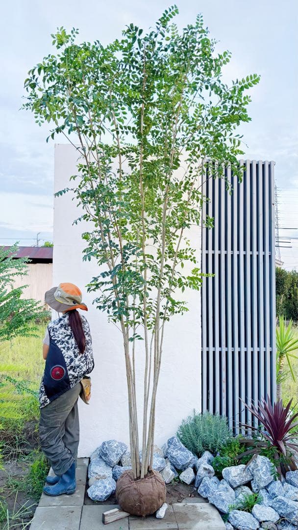 特大。逸品シマトネリコ大株立ち 3.2M(鉢底から)