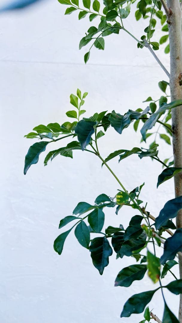 特大。逸品シマトネリコ大株立ち 3.2M(鉢底から)