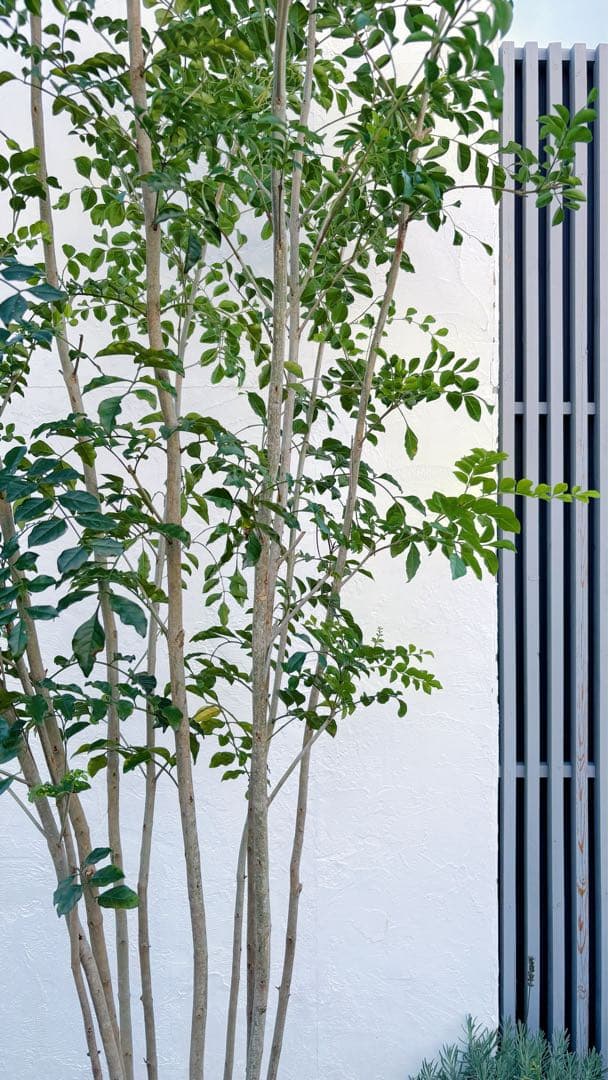 特大。逸品シマトネリコ大株立ち 3.2M(鉢底から)