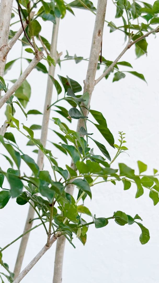 特大。逸品シマトネリコ大株立ち 3.2M(鉢底から)