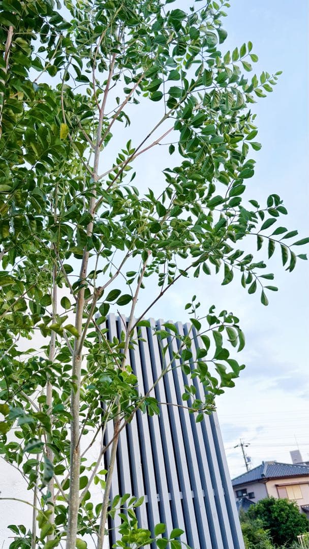 特大。逸品シマトネリコ大株立ち 3.2M(鉢底から)