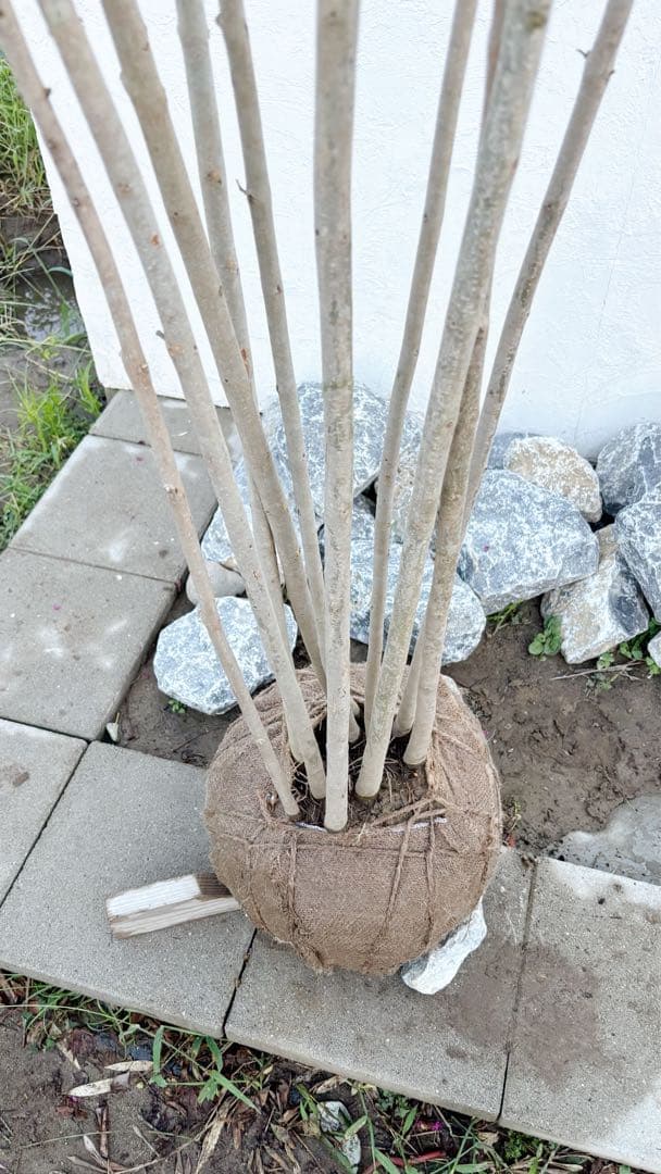特大。逸品シマトネリコ大株立ち 3.2M(鉢底から)