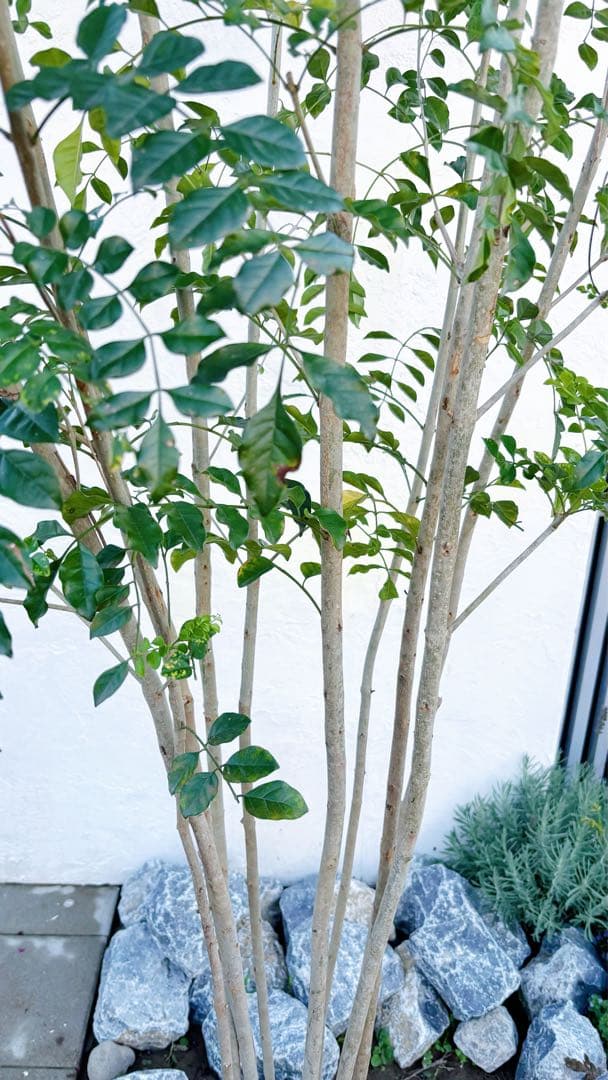 特大。逸品シマトネリコ大株立ち 3.2M(鉢底から)