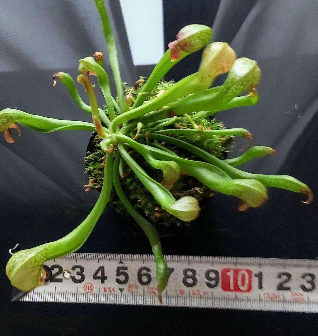⬛️速達 Darlingtonia ダーリングトニア 食虫植物 ⑤ - メルカリ