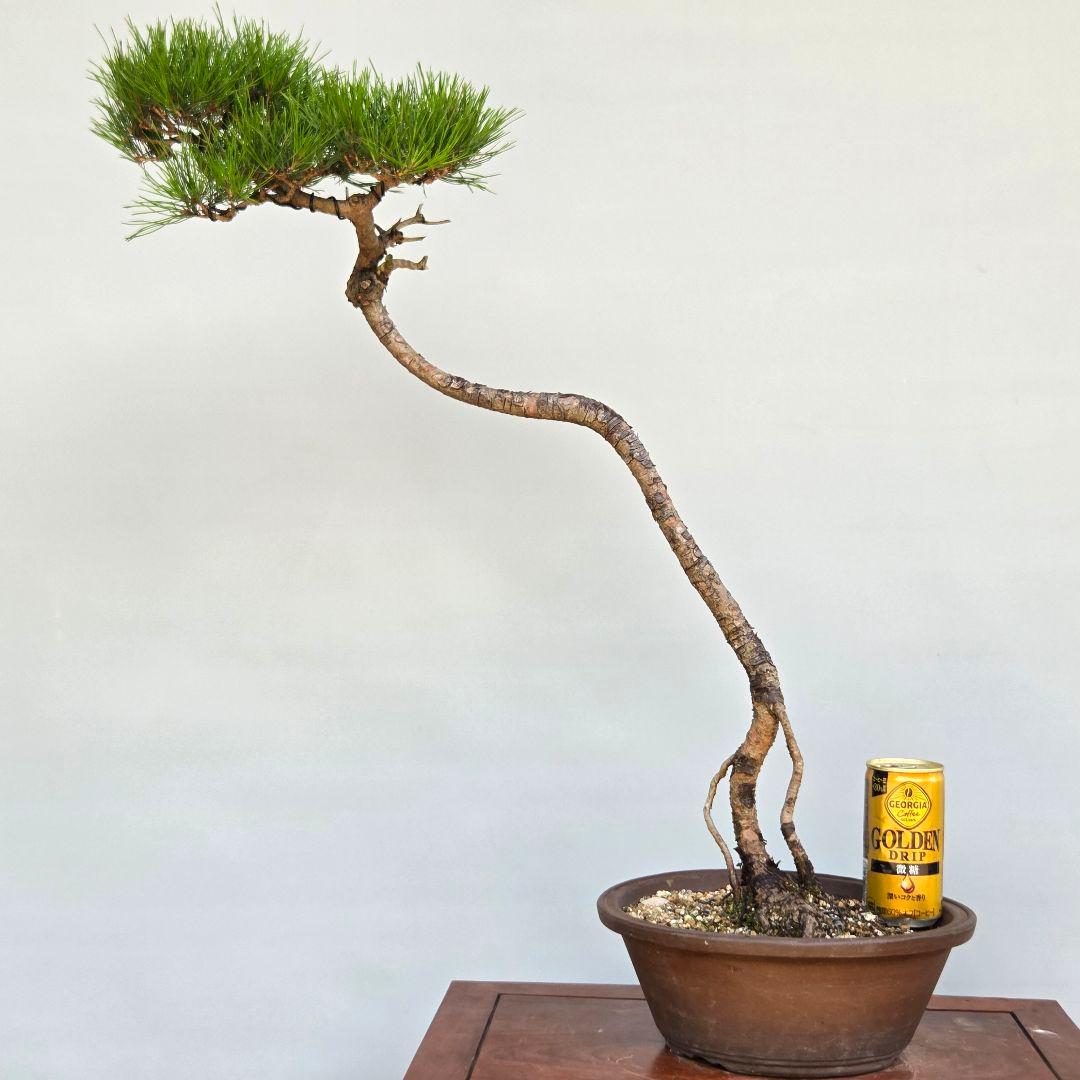 赤松 [文人木] 大品盆栽 - メルカリ
