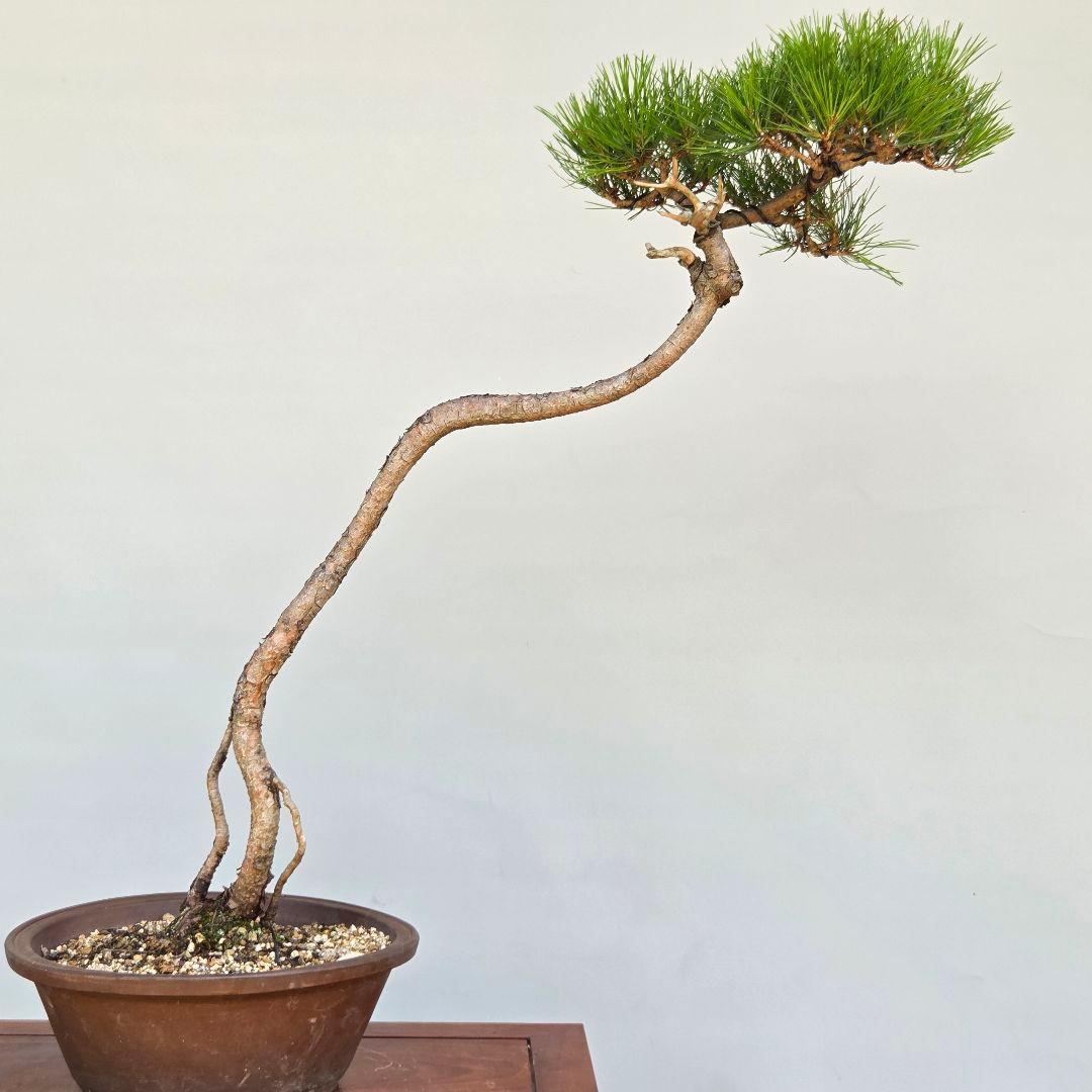 赤松 [文人木] 大品盆栽 - メルカリ
