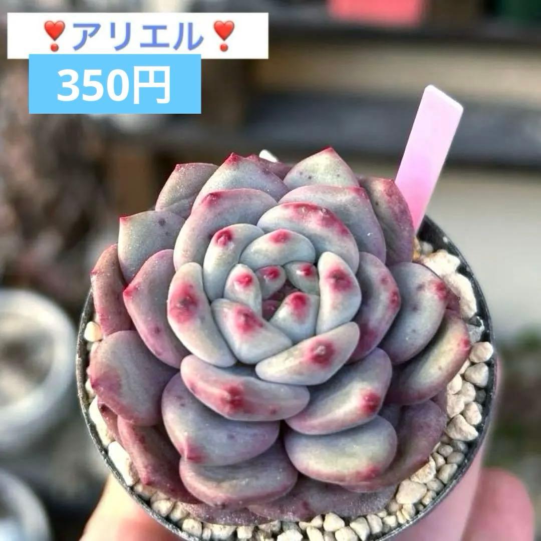 ❣️アリエル❣️現品 エケベリア 寄せ植え 多肉弁当 多肉植物 - メルカリ