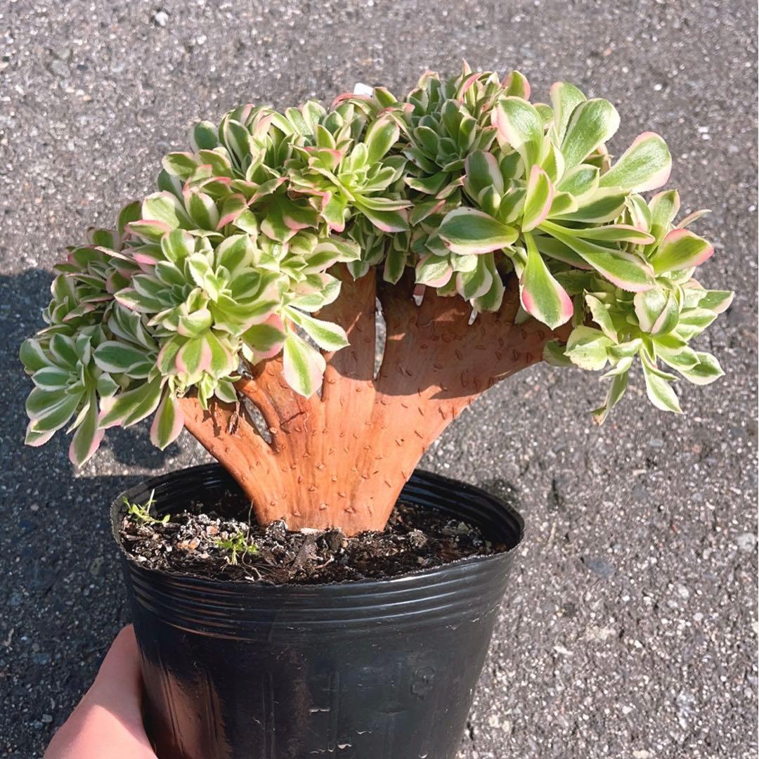 16 #多肉植物❤️アエオニウム錦❤️ ピンクウィッチ セッカ❤️1大頭26cm拔き苗