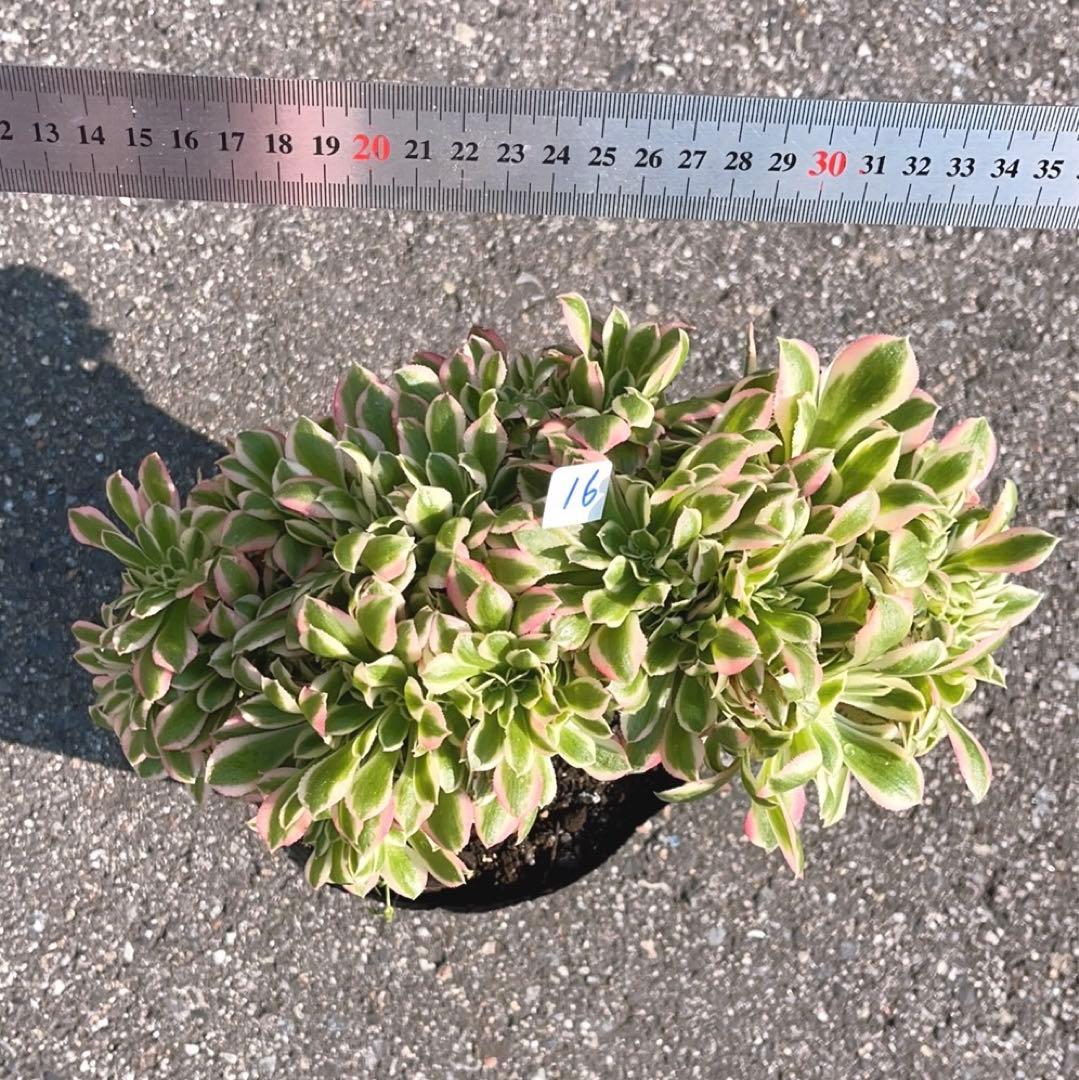 16 #多肉植物❤️アエオニウム錦❤️ ピンクウィッチ セッカ❤️1大頭26cm拔き苗