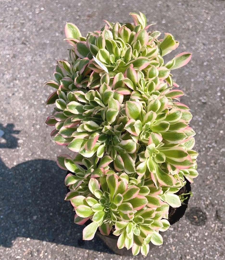 16 #多肉植物❤️アエオニウム錦❤️ ピンクウィッチ セッカ❤️1大頭26cm拔き苗
