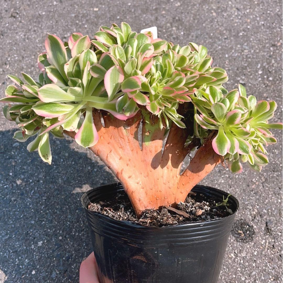 16 #多肉植物❤️アエオニウム錦❤️ ピンクウィッチ セッカ❤️1大頭26cm拔き苗