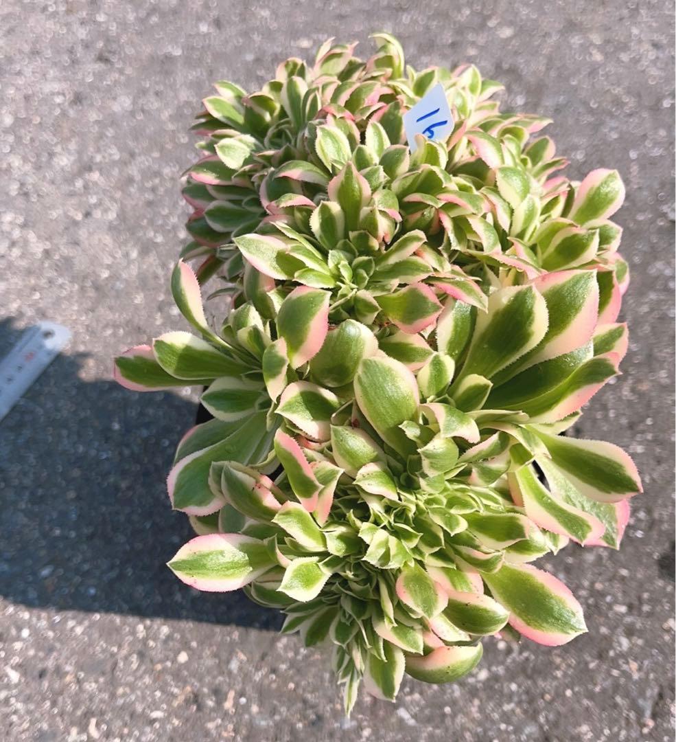 16 #多肉植物❤️アエオニウム錦❤️ ピンクウィッチ セッカ❤️1大頭26cm拔き苗