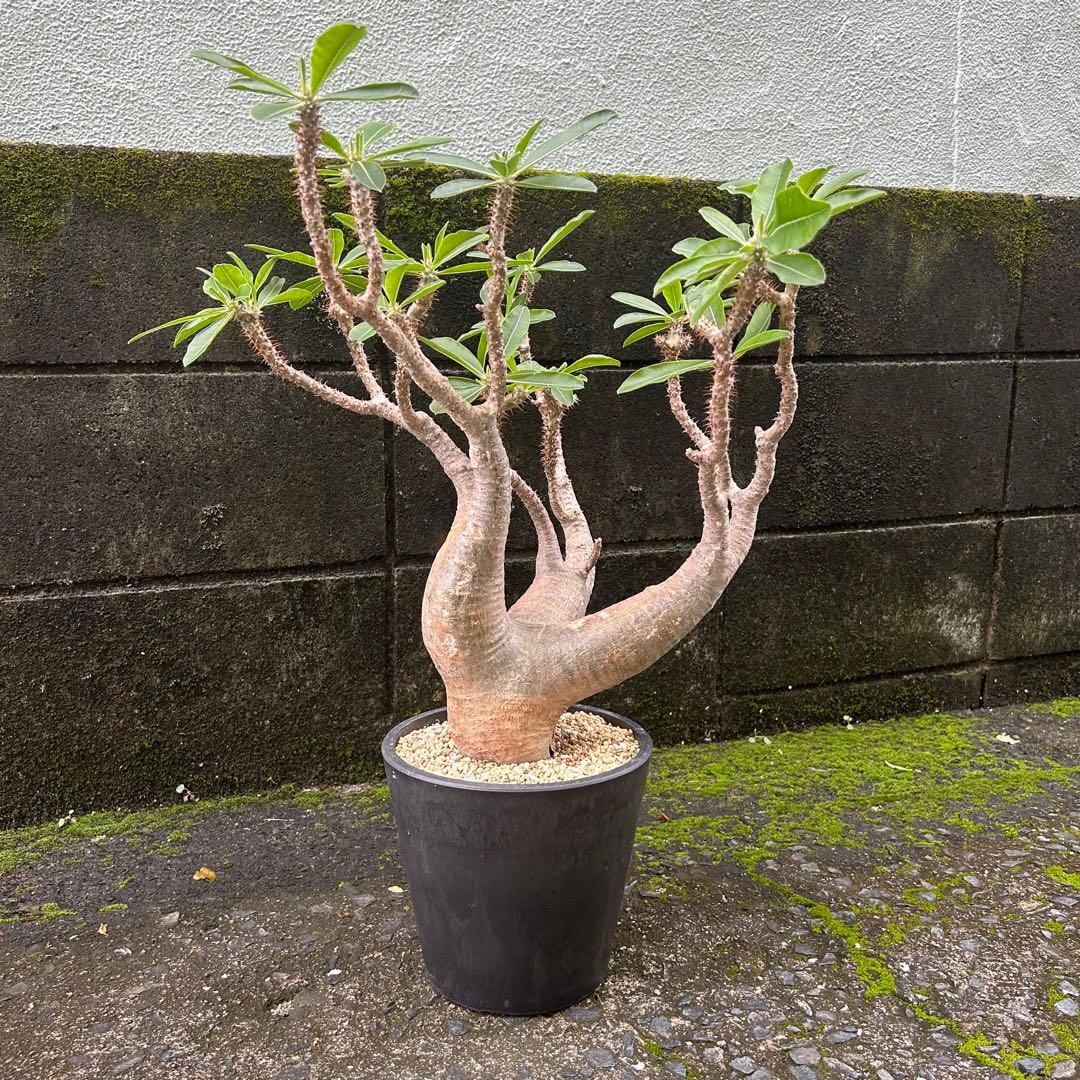 パキポディウム マカイエンセ 現地球 特大株 塊根植物 ビザールプランツ