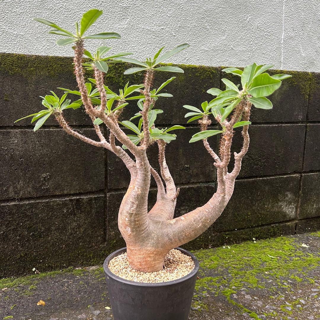 パキポディウム マカイエンセ 現地球 特大株 塊根植物 ビザールプランツ