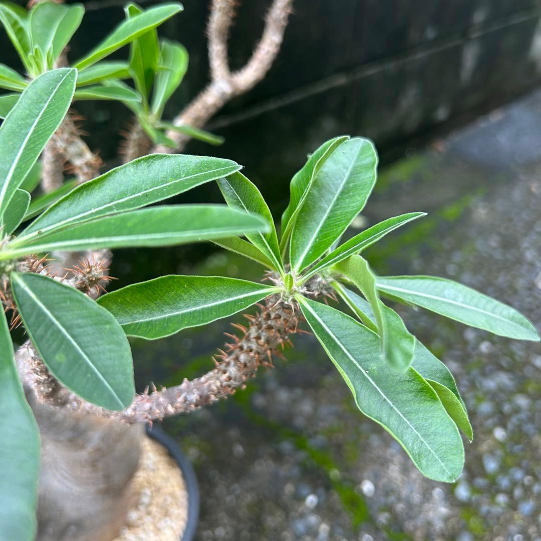 パキポディウム マカイエンセ 現地球 特大株 塊根植物 ビザールプランツ