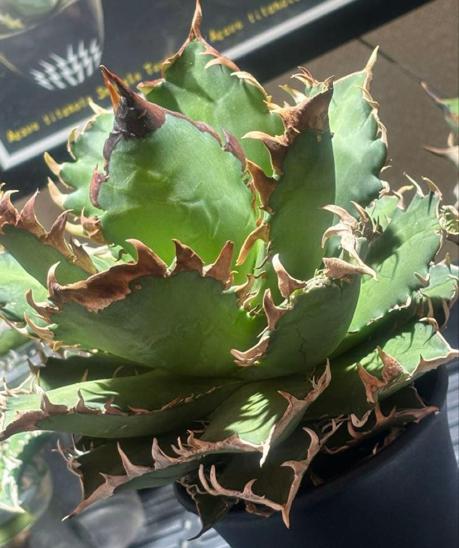 限定品！アガベチタノタレッドヴェノム（極上株）超S級激レアsuperイラン大株！