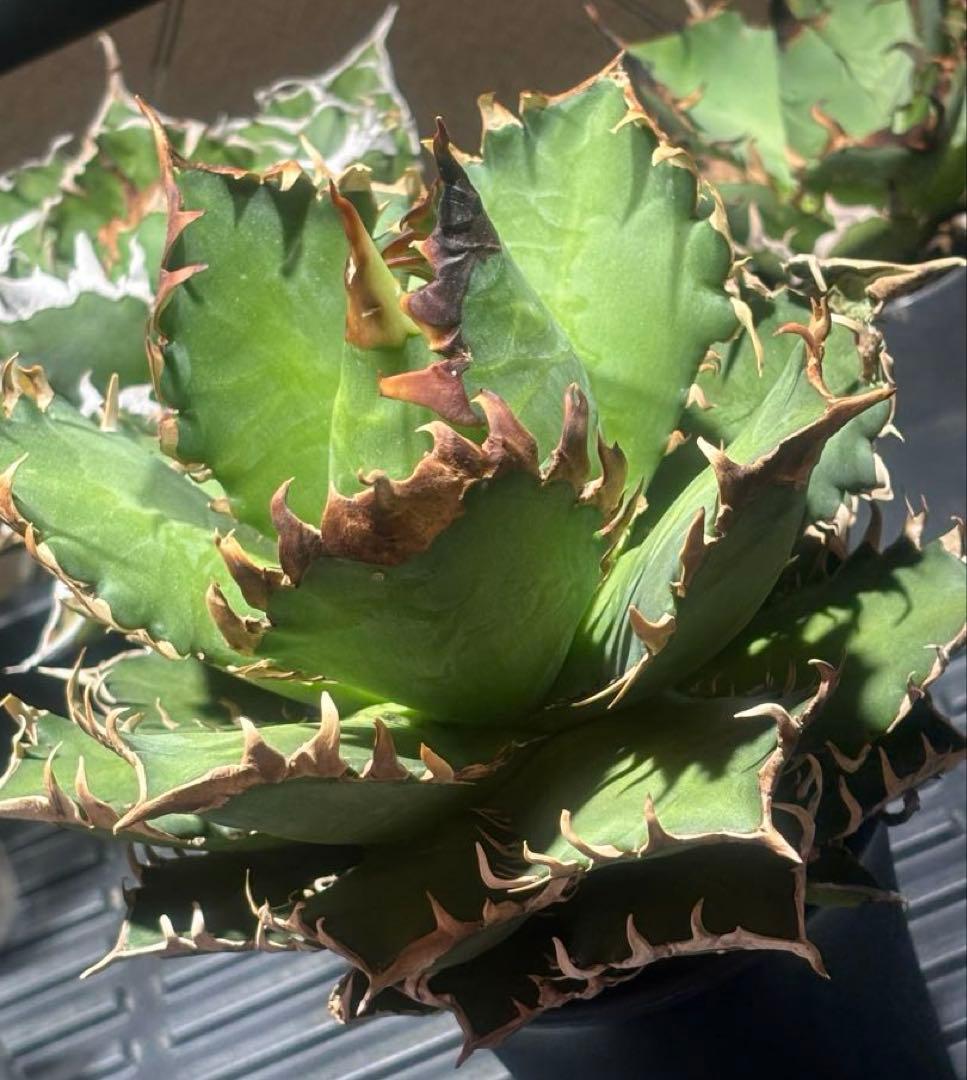 限定品！アガベチタノタレッドヴェノム（極上株）超S級激レアsuperイラン大株！