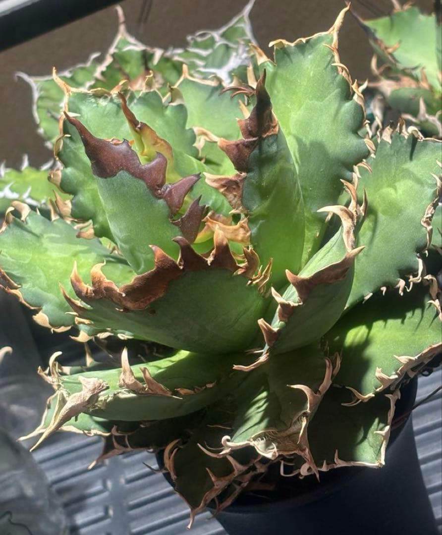 限定品！アガベチタノタレッドヴェノム（極上株）超S級激レアsuperイラン大株！