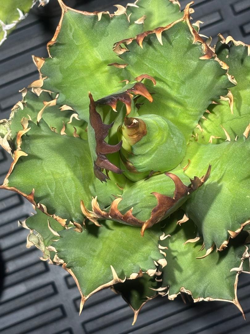 限定品！アガベチタノタレッドヴェノム（極上株）超S級激レアsuperイラン大株！