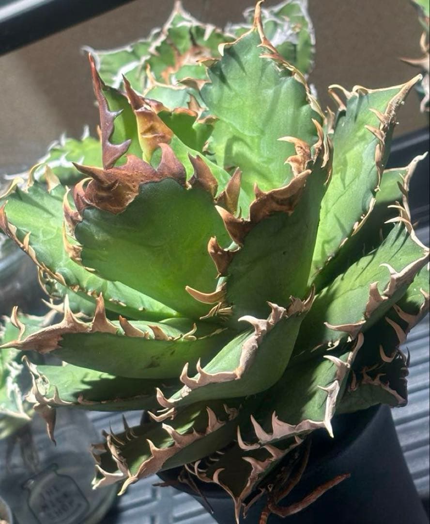 限定品！アガベチタノタレッドヴェノム（極上株）超S級激レアsuperイラン大株！