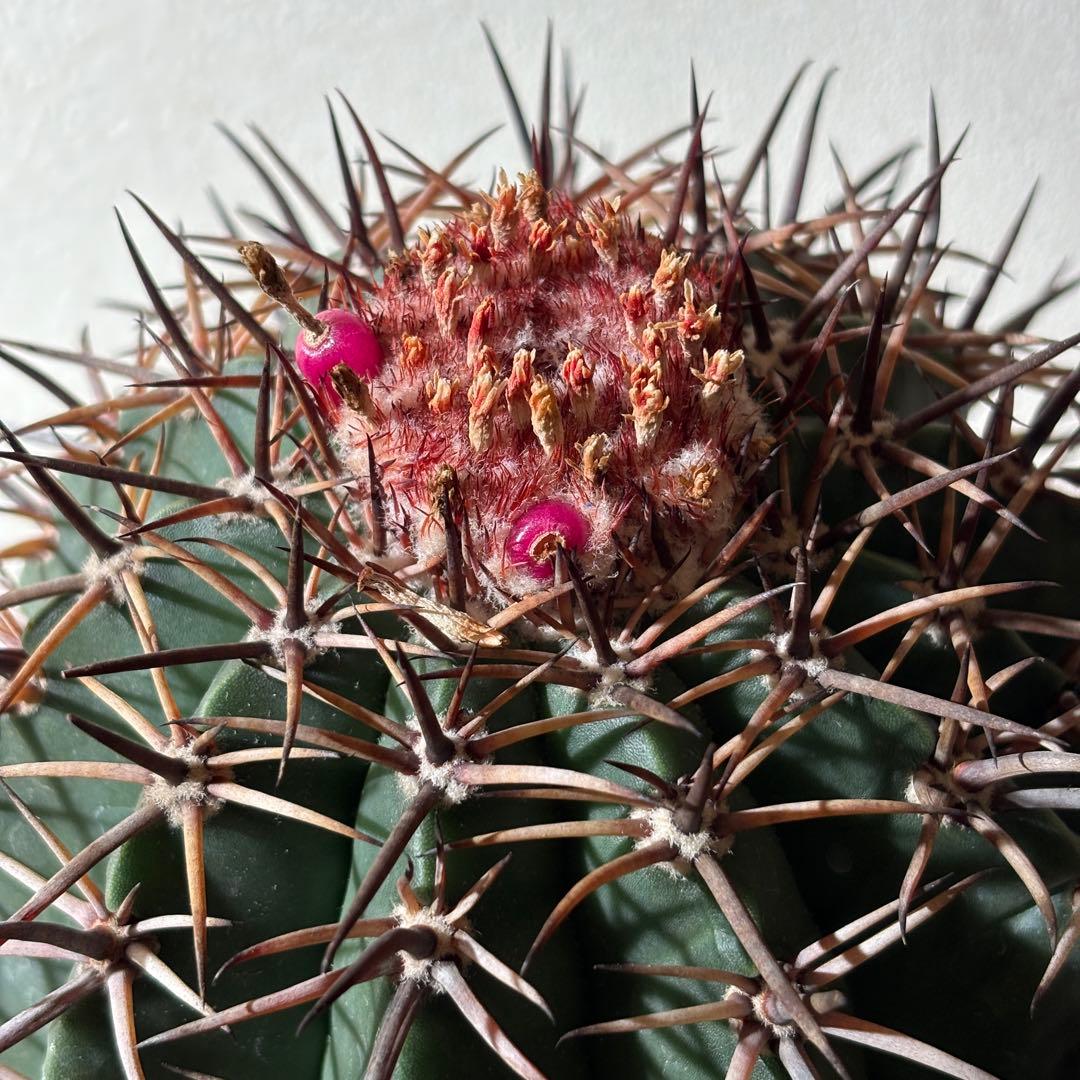 レアプランツ】メロカクタス ネリィ巻雲 特大 大株 花台付き 珍種 サボテン