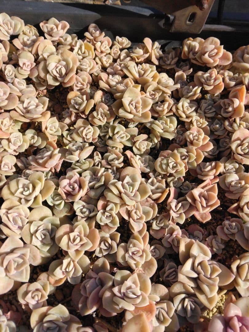 ラブリーローズピンク約150カット苗（とても小さな苗あり、ラブリーローズ苗のみ）