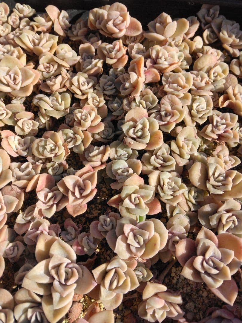 ラブリーローズピンク約150カット苗（とても小さな苗あり、ラブリーローズ苗のみ）