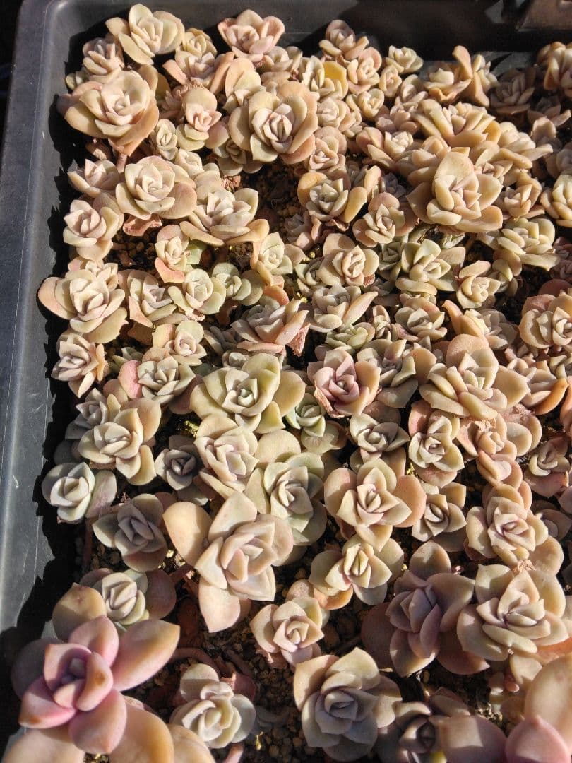 ラブリーローズピンク約150カット苗（とても小さな苗あり、ラブリーローズ苗のみ）