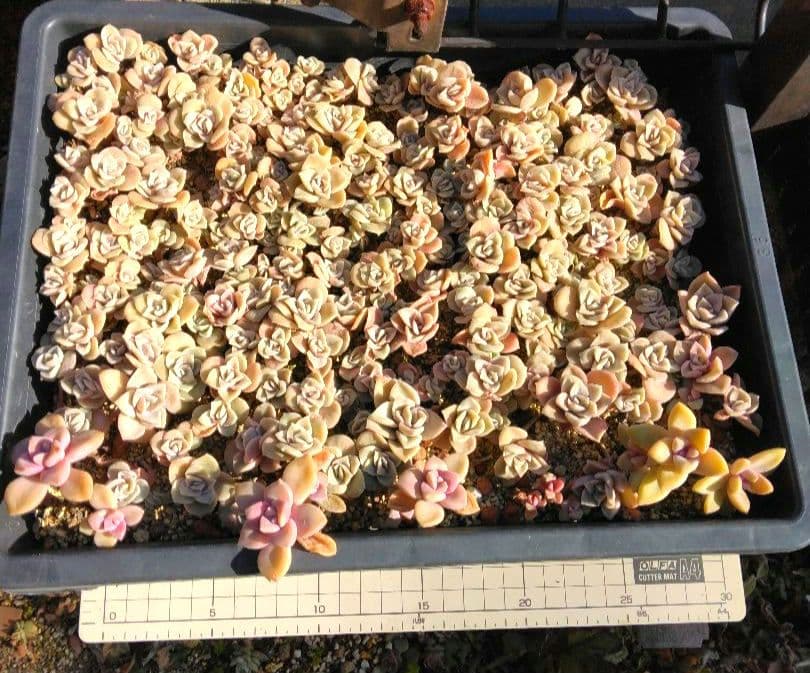 ラブリーローズピンク約150カット苗（とても小さな苗あり、ラブリーローズ苗のみ）