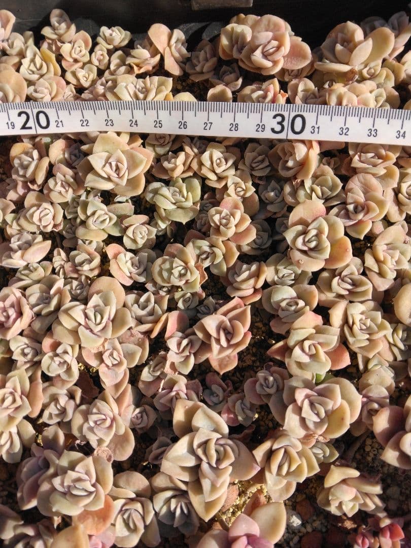 ラブリーローズピンク約150カット苗（とても小さな苗あり、ラブリーローズ苗のみ）