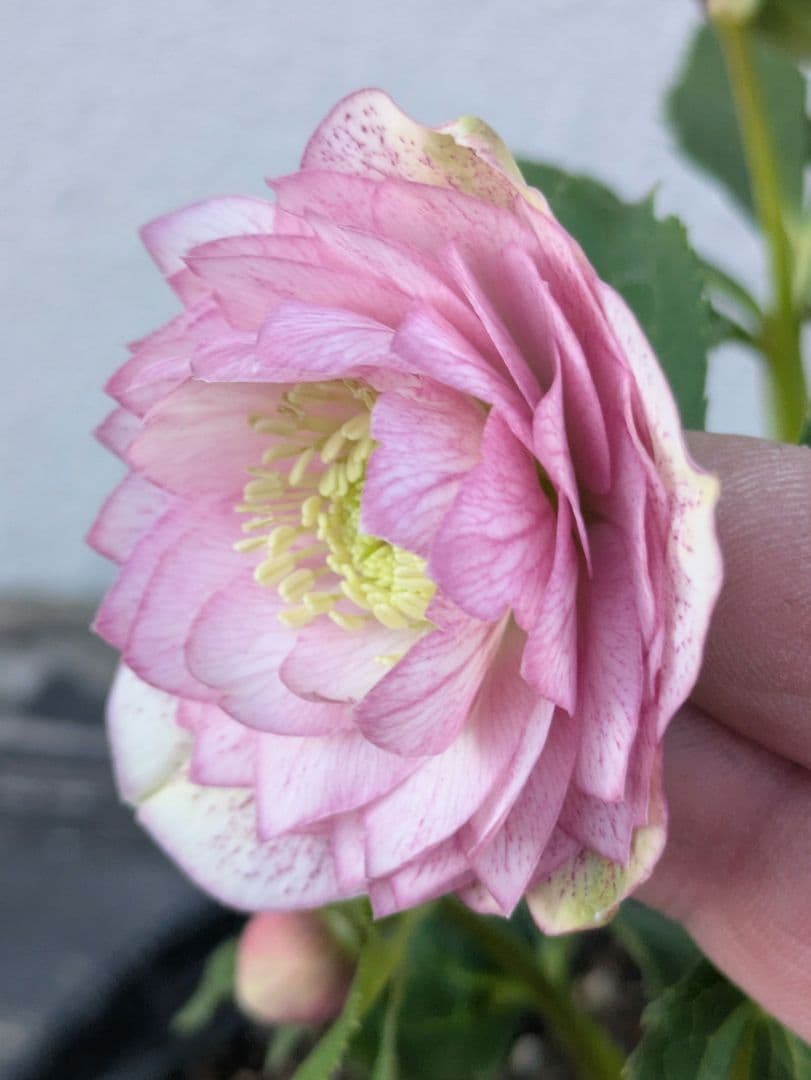 広瀬園芸 クリスマスローズ　オーレア系アンティークピンクベイン多弁花 開花株