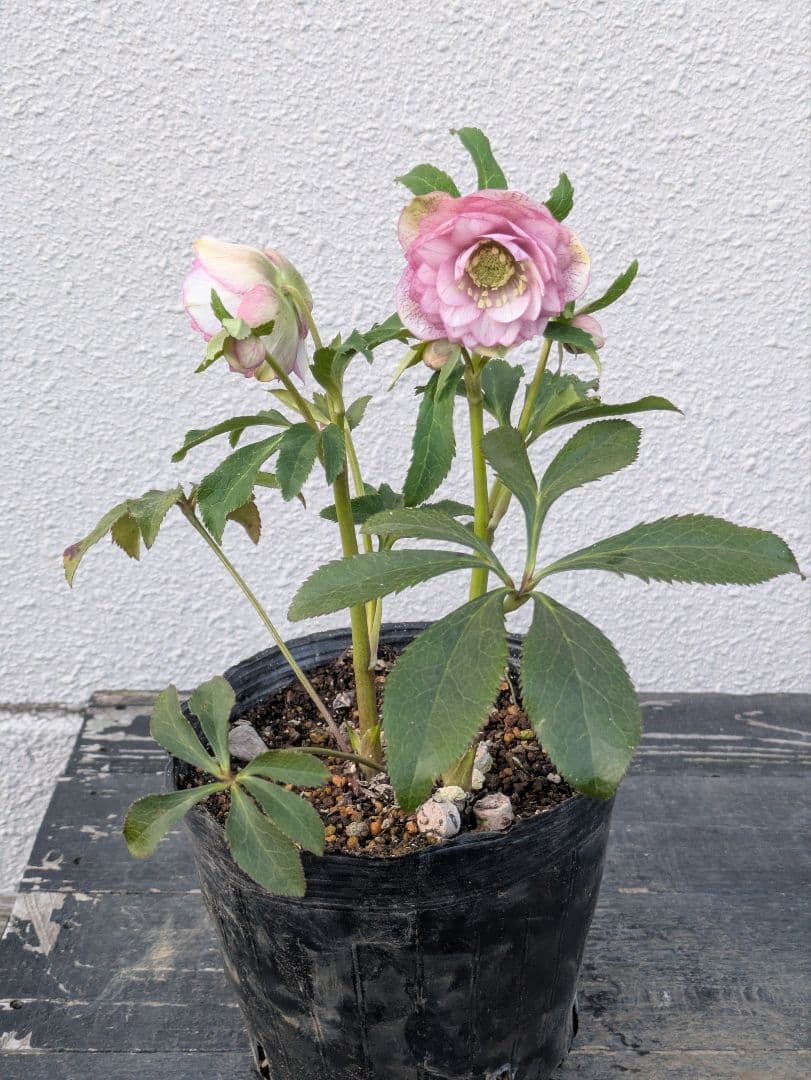 広瀬園芸 クリスマスローズ　オーレア系アンティークピンクベイン多弁花 開花株