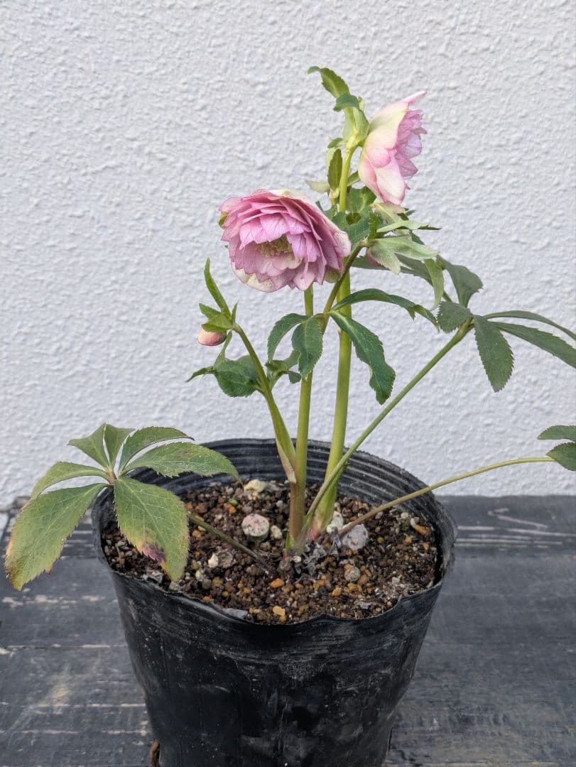 広瀬園芸 クリスマスローズ　オーレア系アンティークピンクベイン多弁花 開花株